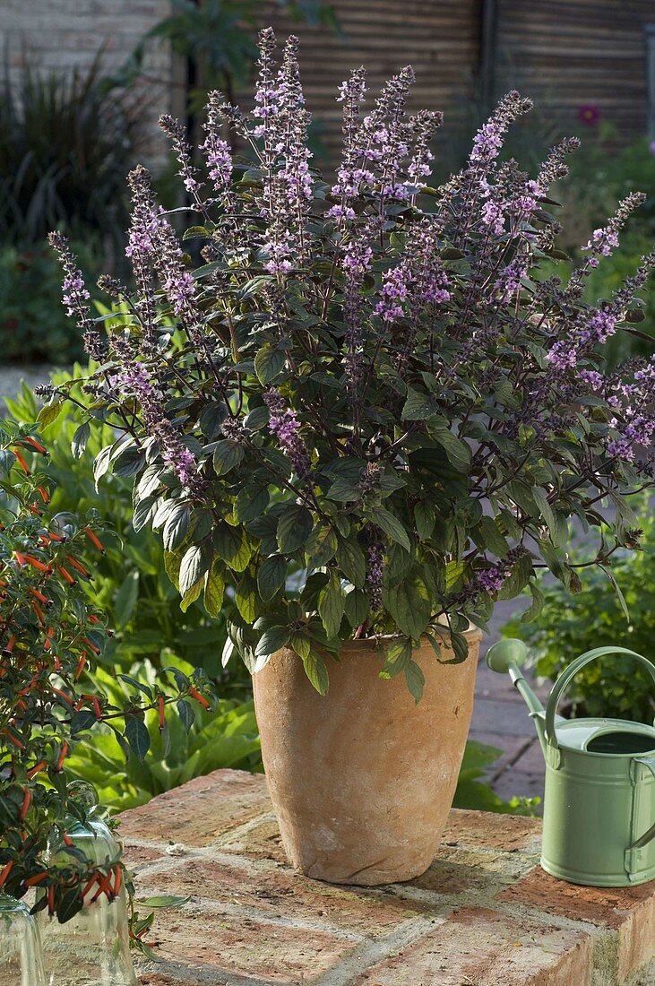 Ocimum kilimandscharicum x basil Purpurascens 'African Blue'