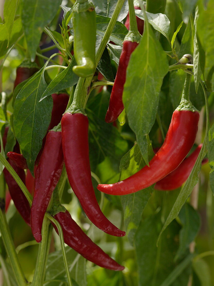 Capsicum annuum 'Cascabella' (scharfe Peperonie)