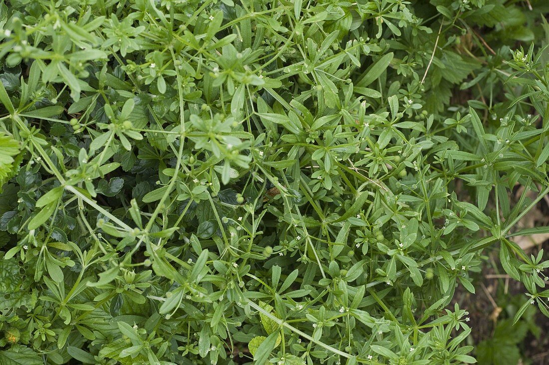 False cleavers (galium aparine)