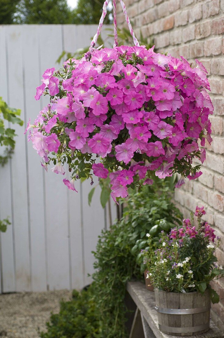 Petunia Conchita 'Pink Panther' (Petunia)