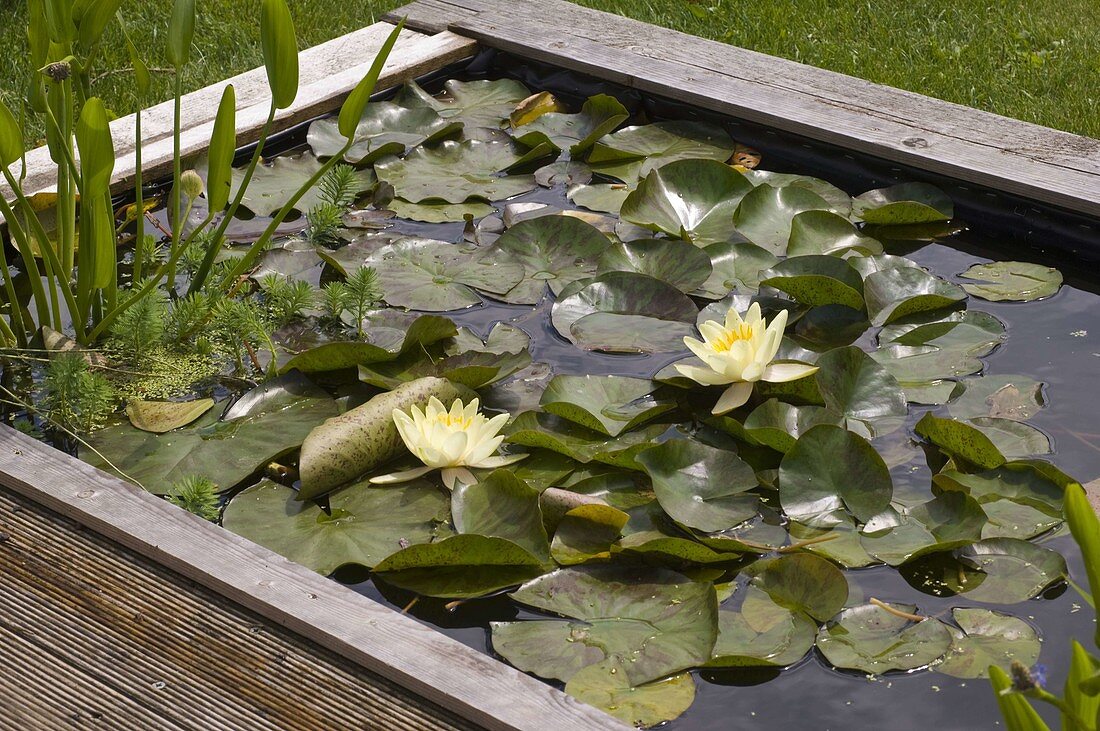 Building a mini pond from a bed with a wooden border 4/4