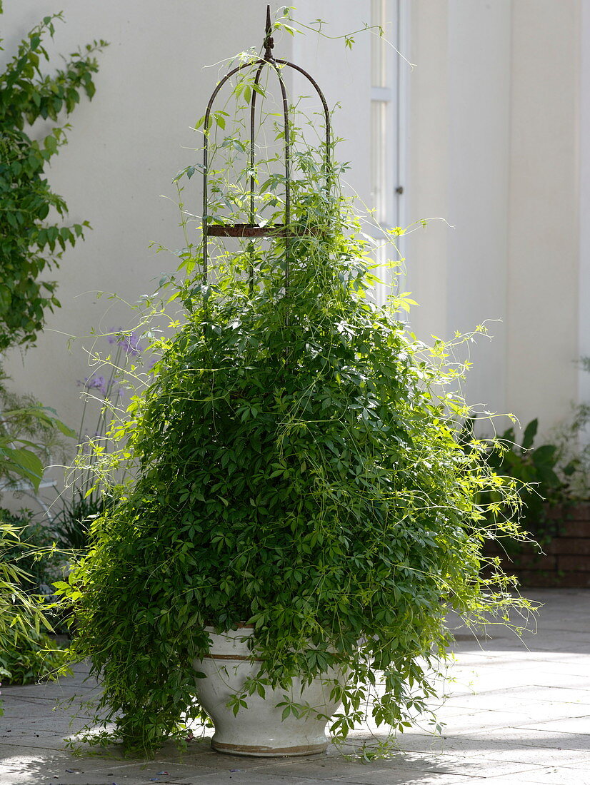 Gynostemma pentaphyllum (Jiaogulan, Unsterblichkeitspflanze)