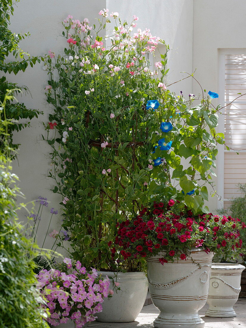 Sweet peas on homemade trellis 7/7