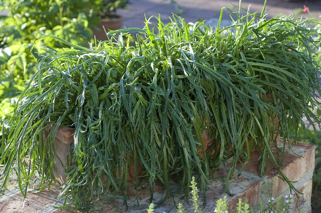 Plantago coronopus (Staghorn plantain) in terracotta box