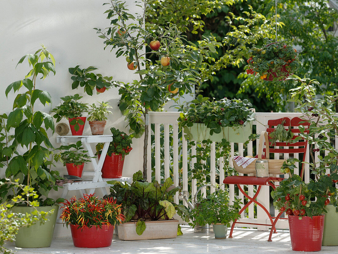 Snack terrasse with Capsicum annuum 'Medusa' (edible ornamental paprika)