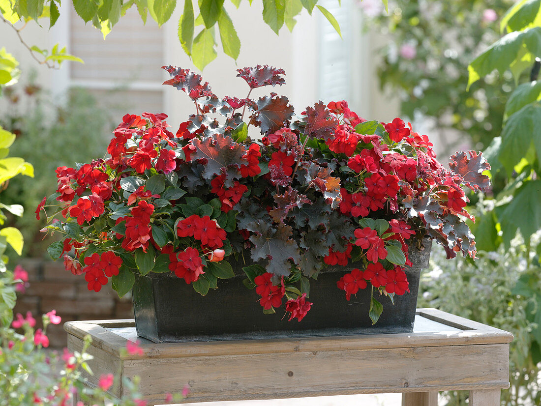 Impatiens walleriana, Heuchera 'Purple Petticoats'