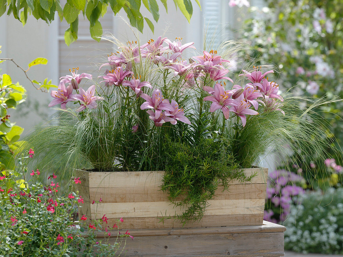 Lilium 'Mount Duckling' (lilies), Stipa (hair grass), Phlox douglasii