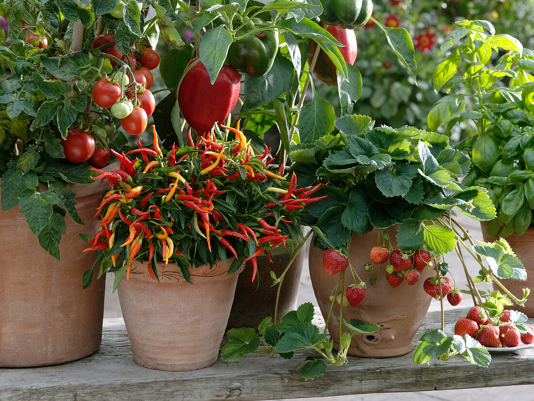 Capsicum annuum 'Medusa' (eßbarer Zierpaprika), bekannt als Naschzipfel