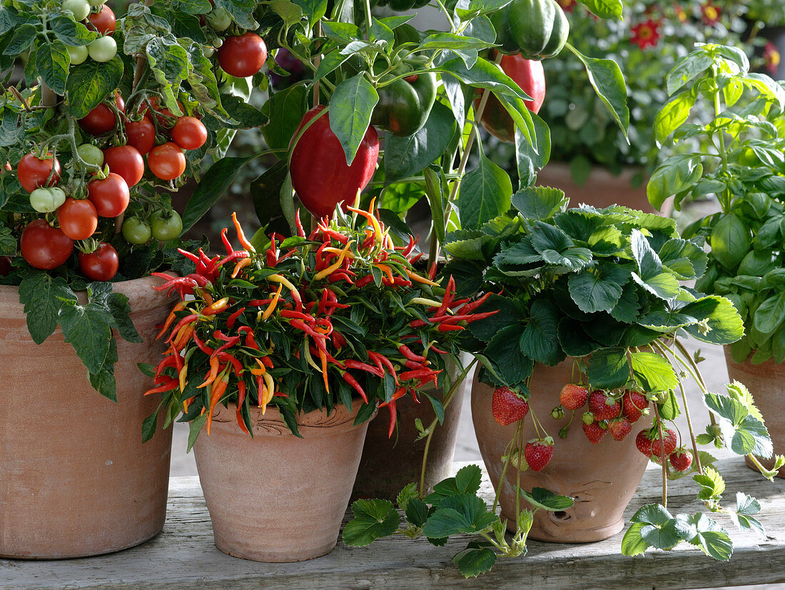 Capsicum annuum 'Medusa' (eßbarer Zierpaprika), bekannt als Naschzipfel