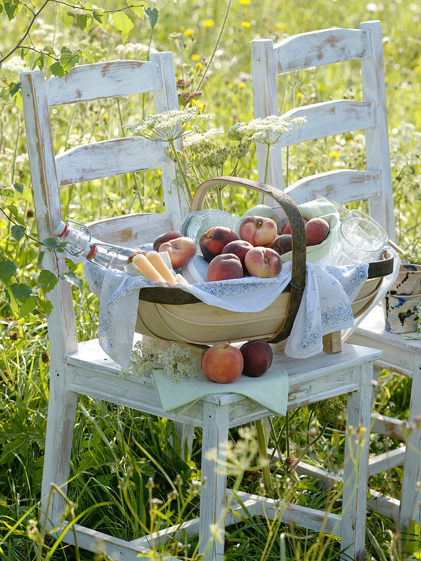 Picknick auf der Wiese mit weißen Stühlen, Korb mit Pfirsichen