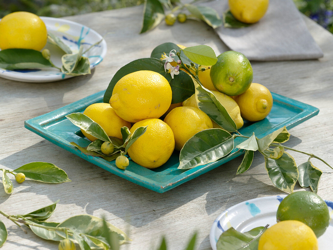 Lemon table decoration