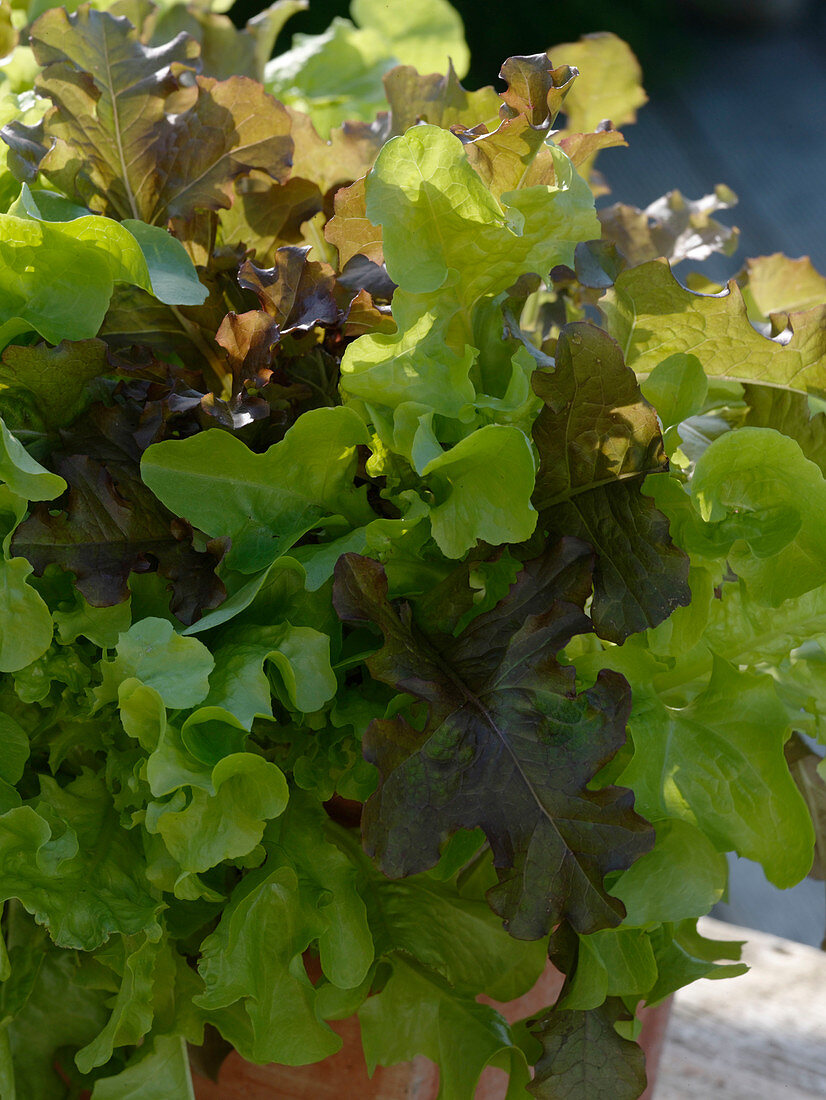 Lactuca 'Babyleaf - Mix' (Schnittsalat)