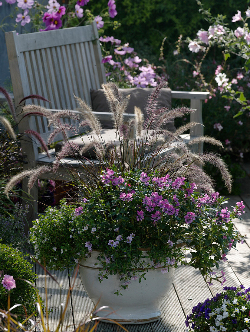 Cuphea llavea 'Vienco Purple Pink' (Caddis flower), Pennisetum