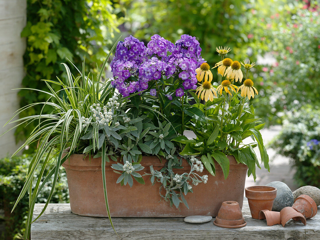 Terracotta box planted with perennials