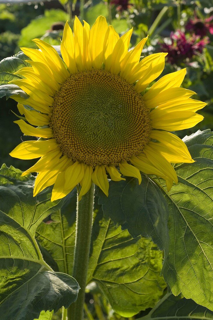 Helianthus 'Green Heart' F1 (Sunflower)