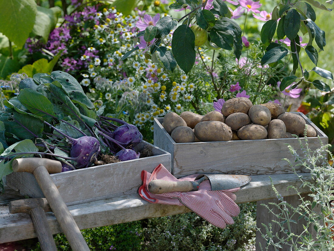 Frisch geerntete Solanum tuberosum (Kartoffeln) und Brassica (Kohlrabi)