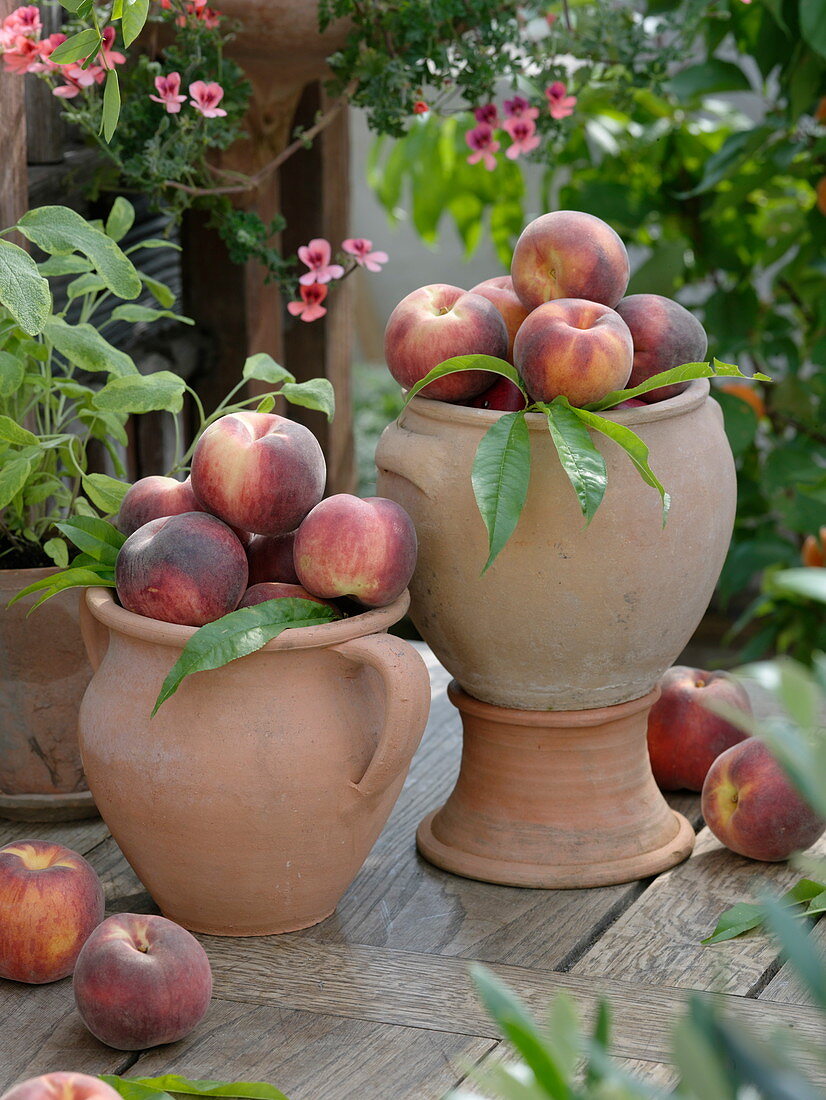 Peaches (Prunus persica) in terracotta vases