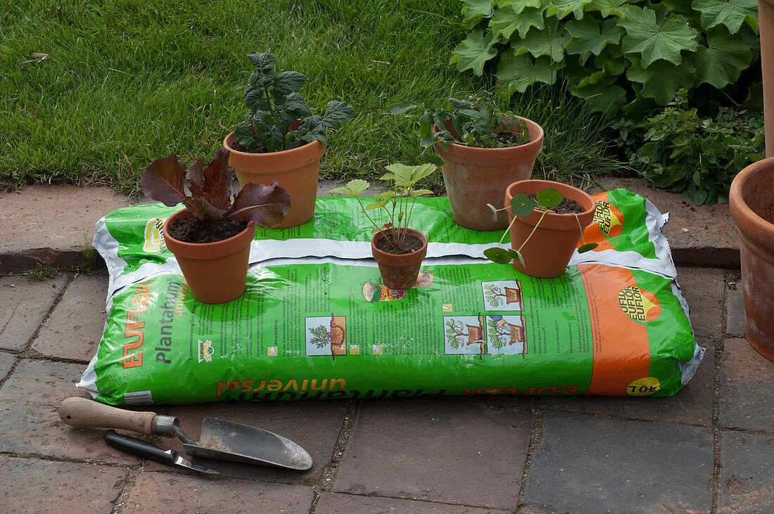 Planting a mini snack garden in a soil bag (1/5)
