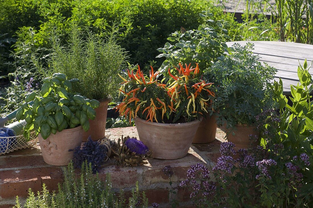 Ocimum 'Grüner Genoveser' (Basilikum), Santolina (Heiligenkraut)