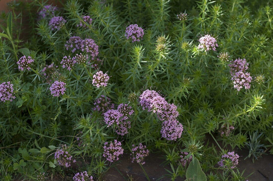 Phuopsis stylosa (false woodruff)