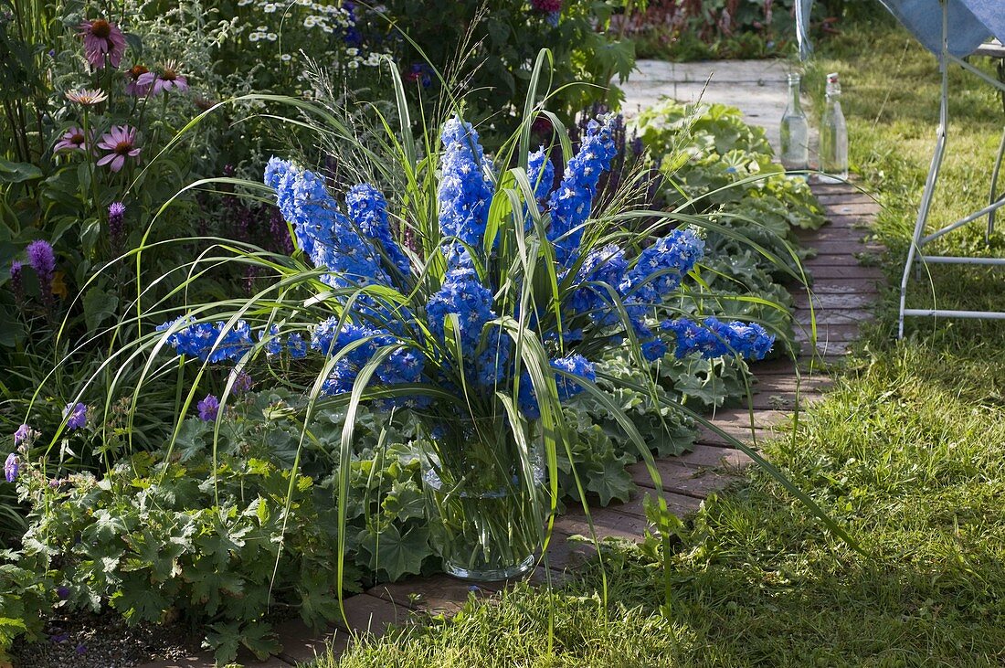 Lush bouquet of Delphinium elatum 'Magic Fountain' (delphinium)