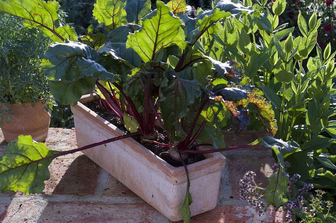 Beta vulgaris 'Babybeat' (Beetroot)