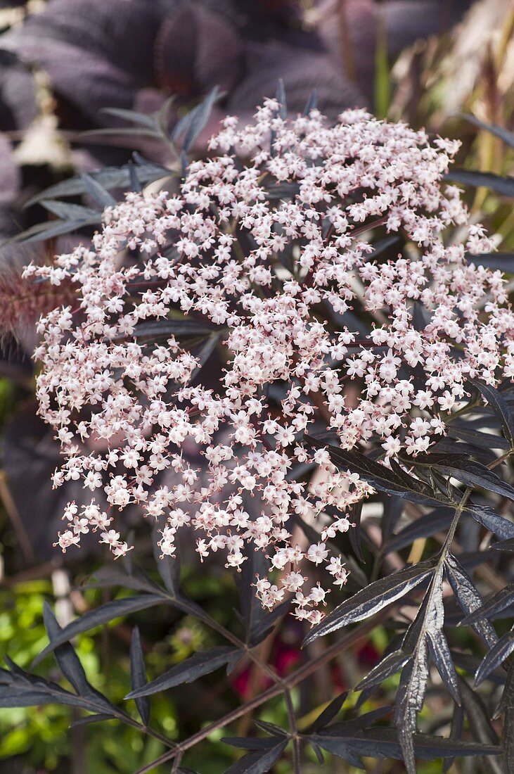 Sambucus nigra 'Black Lace' (red-leaved elder)