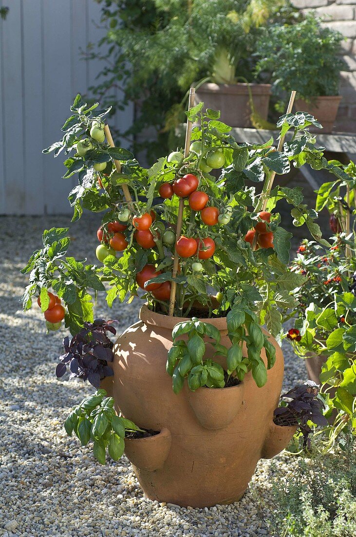 Lycopersicon 'Miniboy' (Mini - Tomate), Ocimum