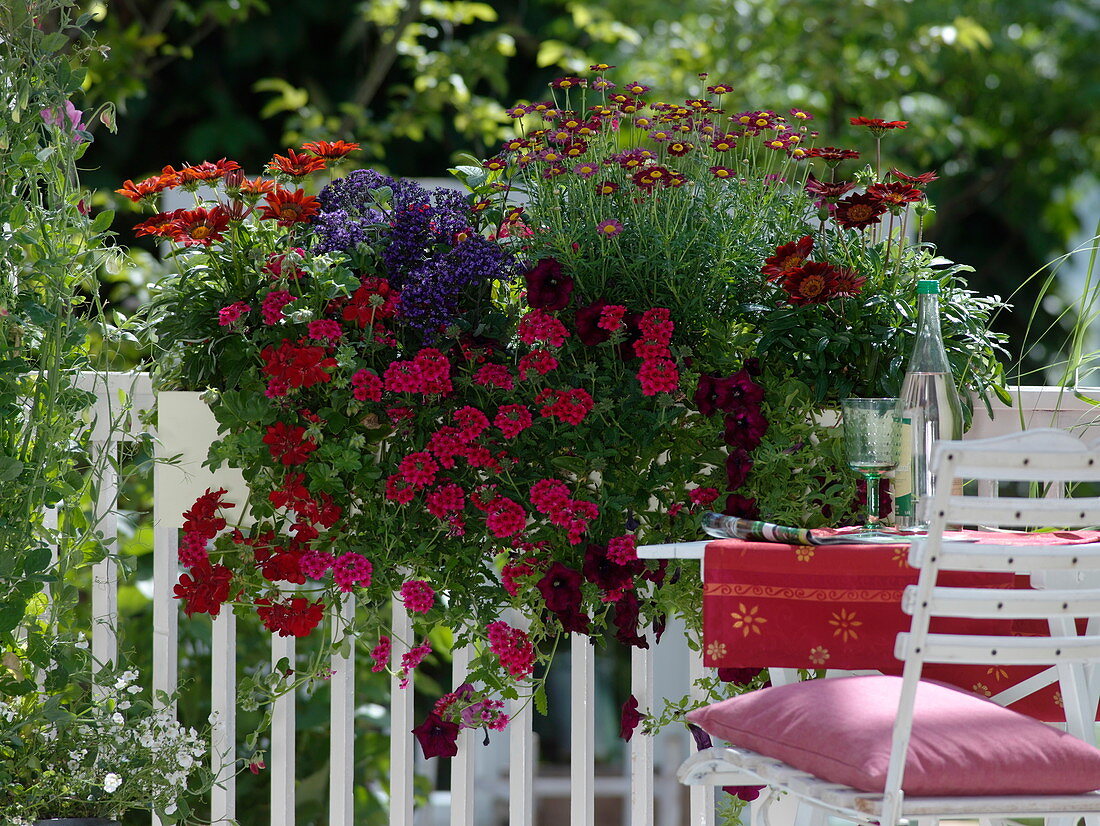 Balkonkasten mit Verbena Lascar 'Hot Rose' (Eisenkraut), Petunia Surfinia