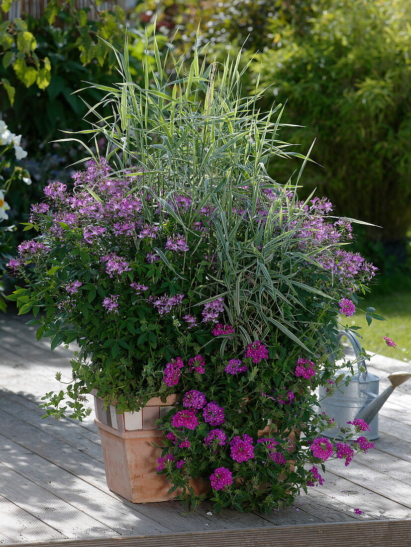 Cleome spinosa 'Senorita Rosalita' (spider plant), Phalaris