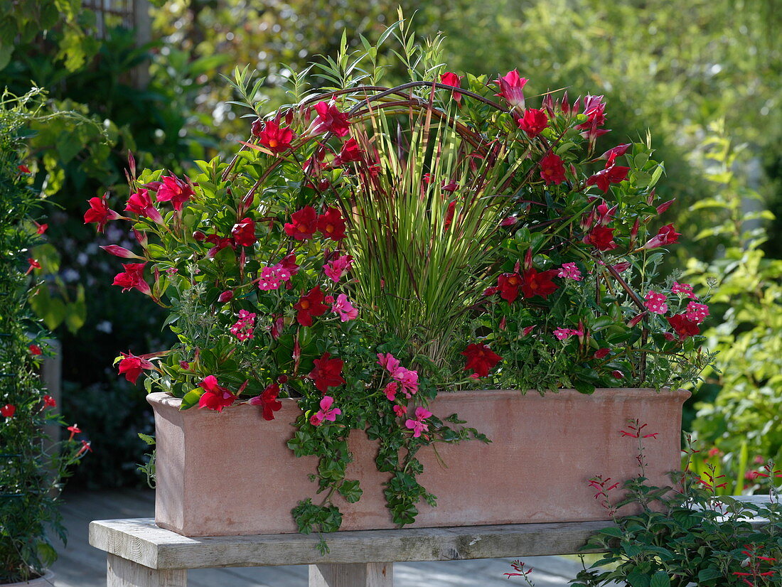 Mandevilla box 'Pretty Red', Imperata cylindrica