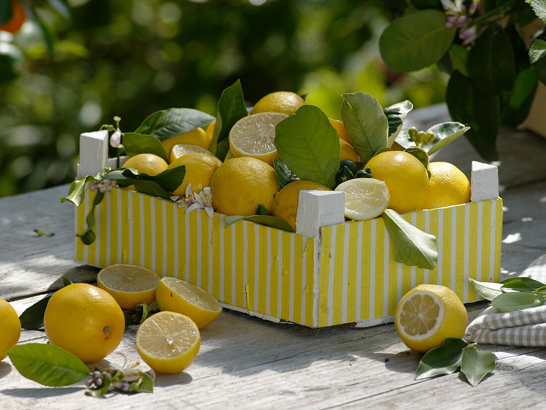 Lemon table decoration on the terrace