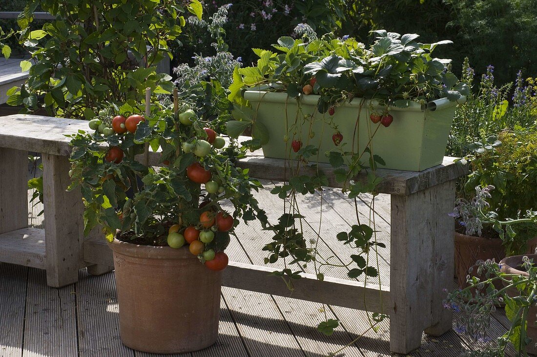 Lycopersicon 'Miniboy' (mini tomato) in terracotta pot