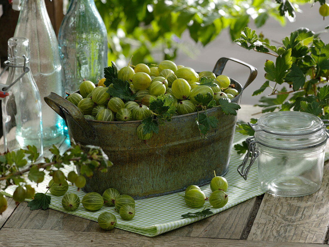 Frisch geerntete grüne Stachelbeeren (Ribes uva-crispa)