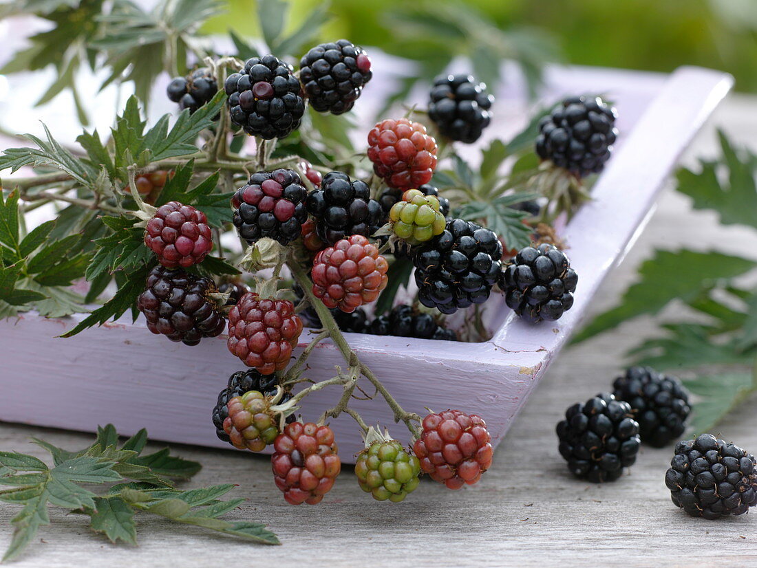 Rubus 'Thornless Evergreen' (dornenlose Brombeere)