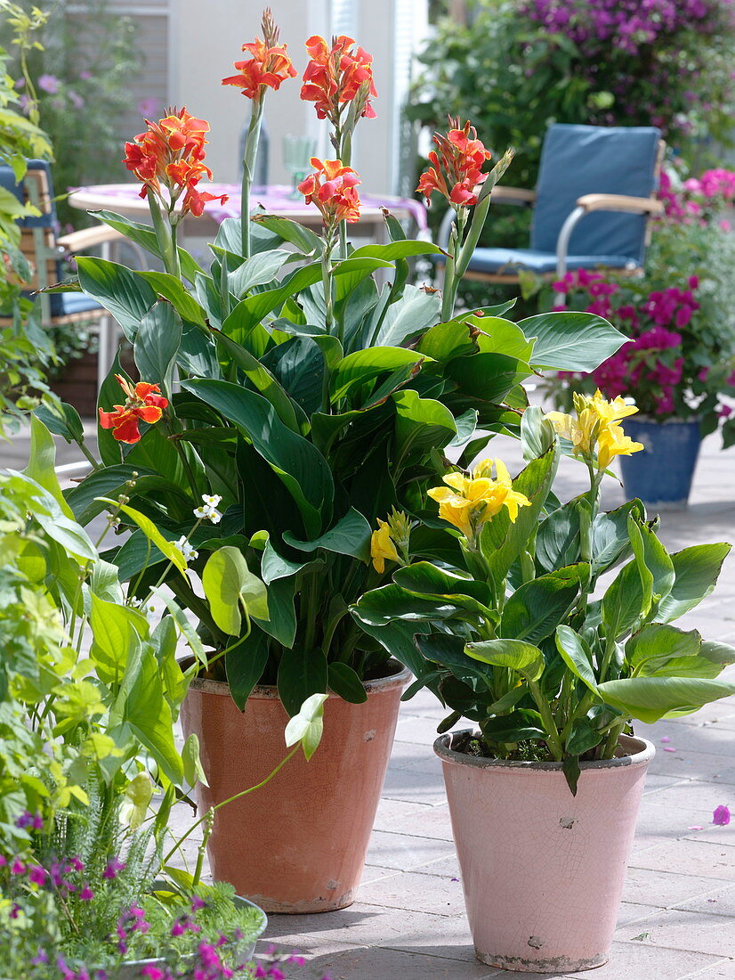 Canna indica 'Luzifer' 'Yellow' (Indisches Blumenrohr)