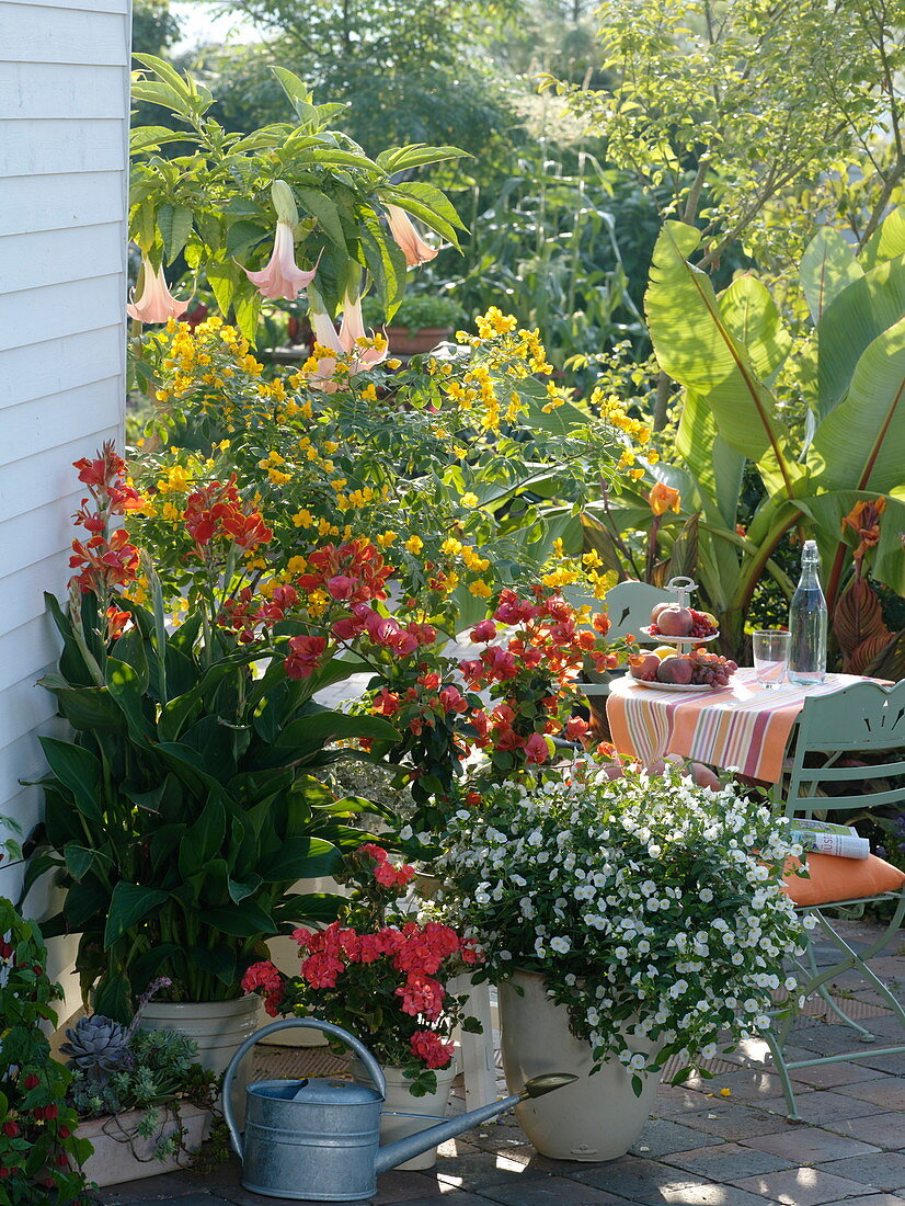 Kübelpflanzen-Terrasse
