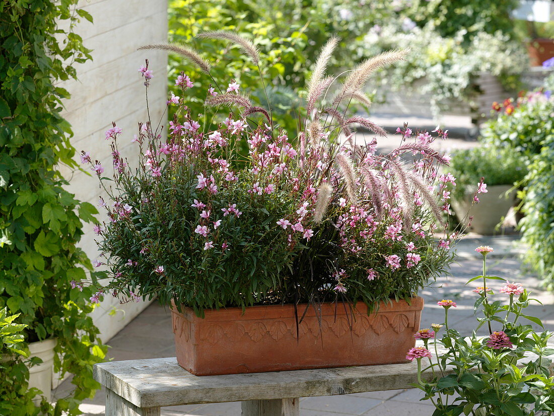 Gaura lindheimeri 'Lillipop Pink', Pennisetum 'Dwarf Rubrum'