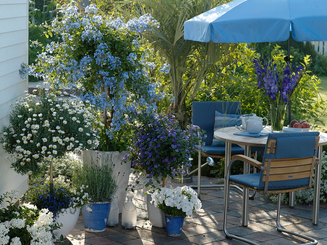 Blue-white terrace in partial shade