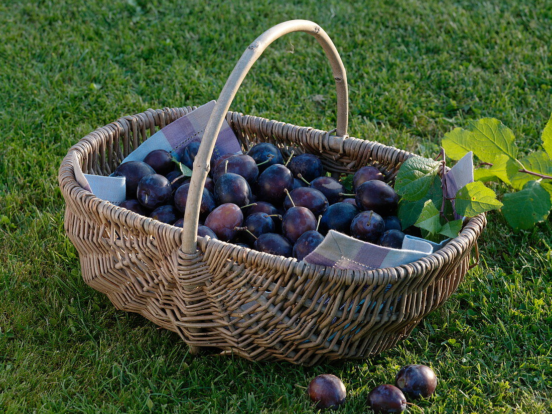 Freshly harvested plum 'Hanita' in a wicker basket