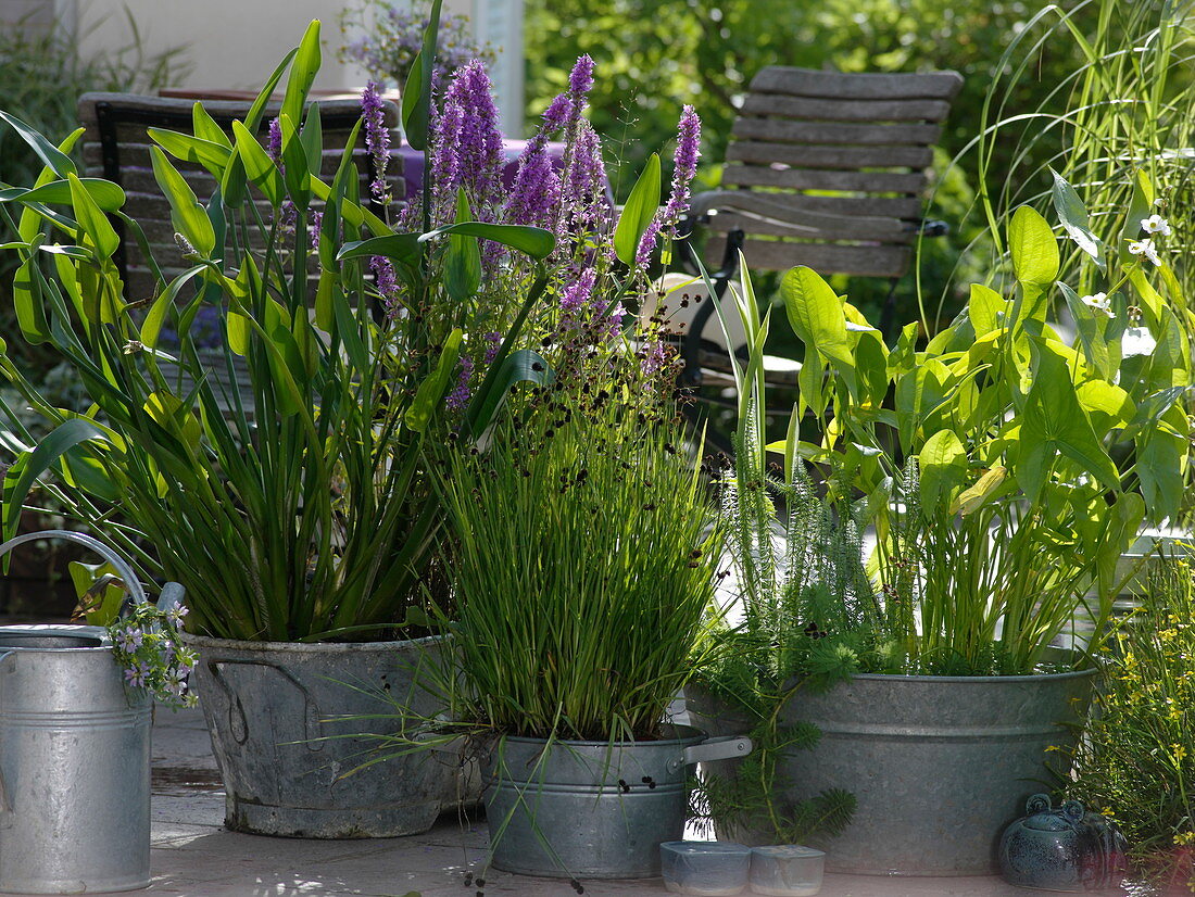 Old zinc tub as mini ponds for the terrace