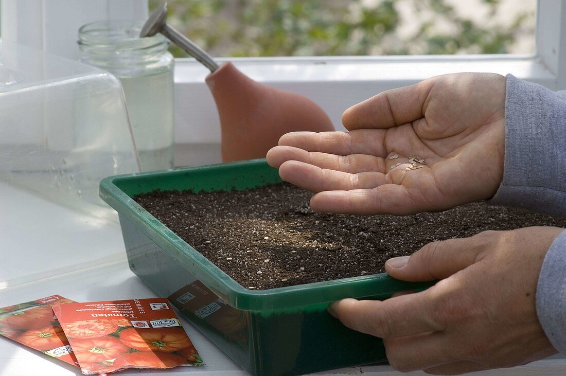 Tomatoes - Sowing in a greenhouse on the windowsill (1/3)