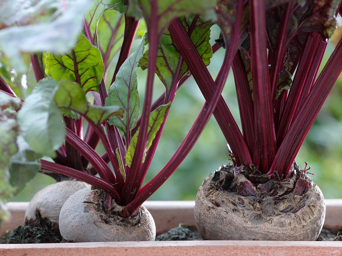 Beta vulgaris 'Babybeat' (Rote Rüben , Rote Bete)