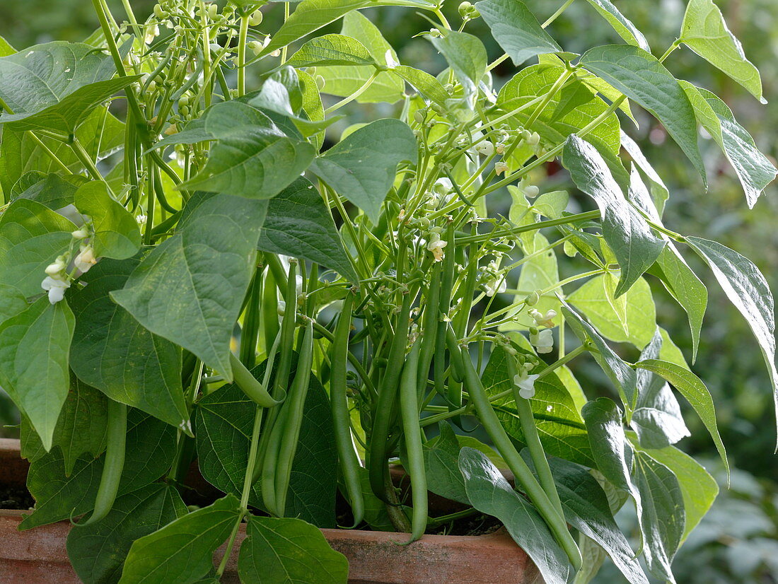 Phaseolus vulgaris 'Sixta' (bush beans) in terracotta box