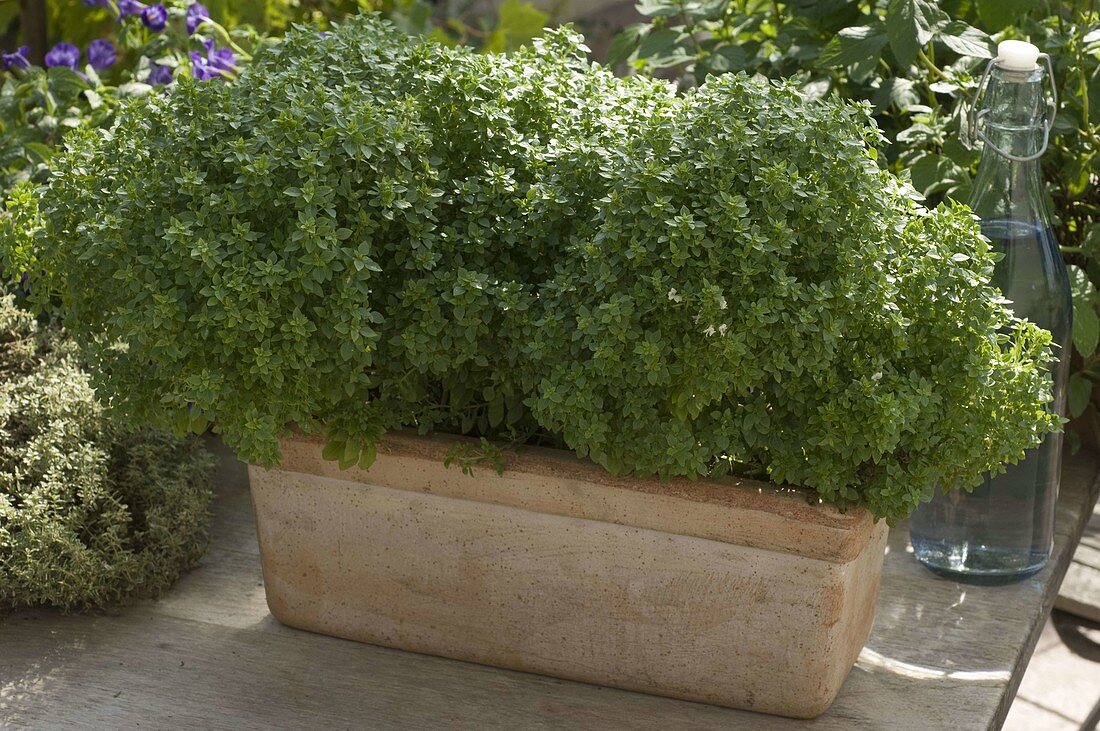 Ocimum 'Picolino' (mini basil) in terrracotta box