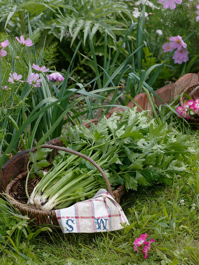 Freshly harvested celery in basket