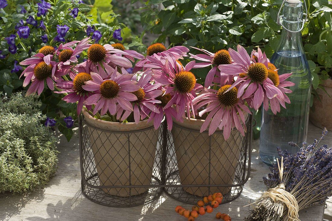 Blossoms of red coneflower in clay pots with wire baskets