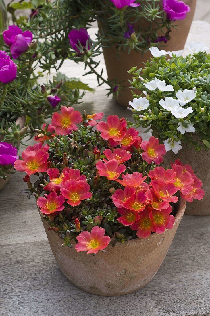 Portulaca umbraticola 'Red' (Purslane)