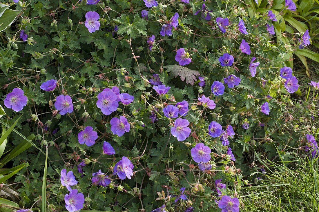 Geranium pratense 'Johnson's Blue' (Meadow cranesbill)