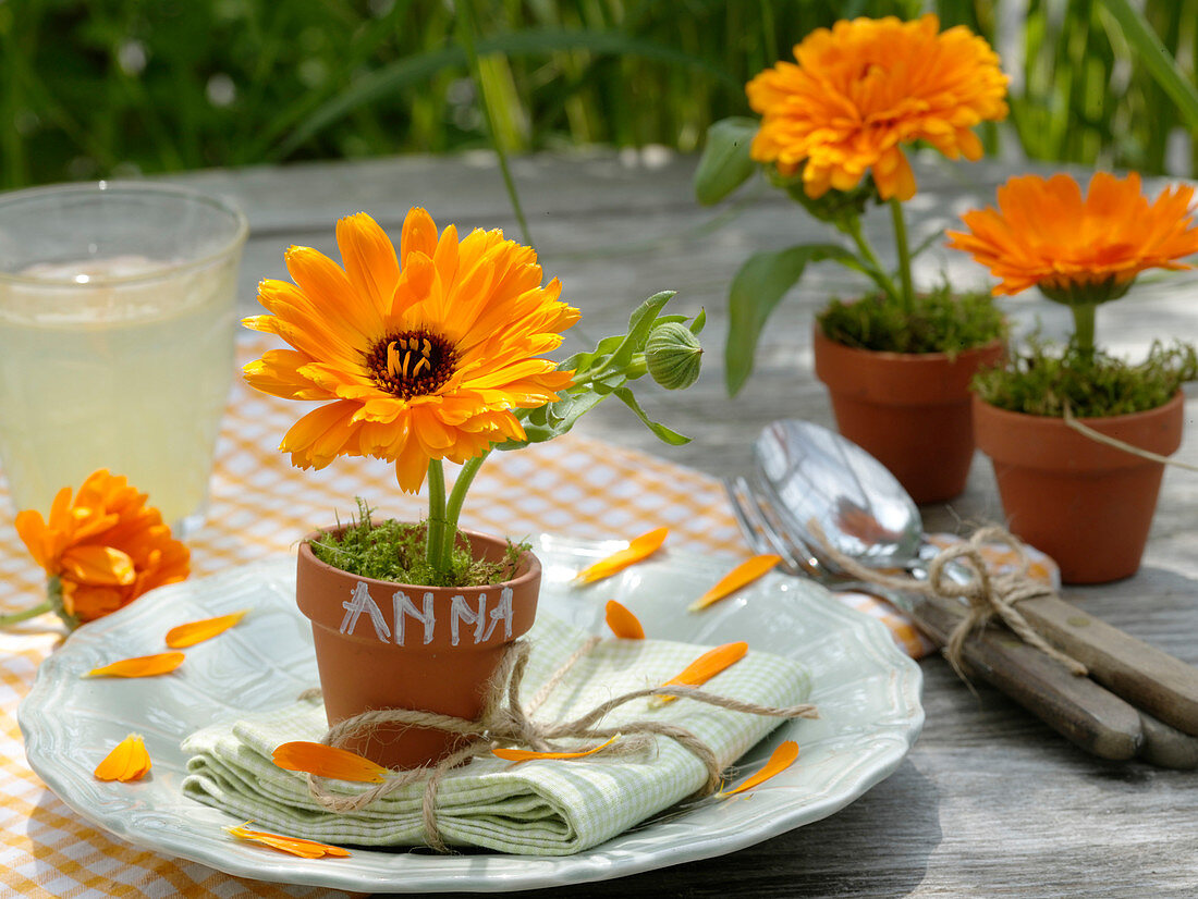 Ringelblumen in Tontöpfchen 6/6